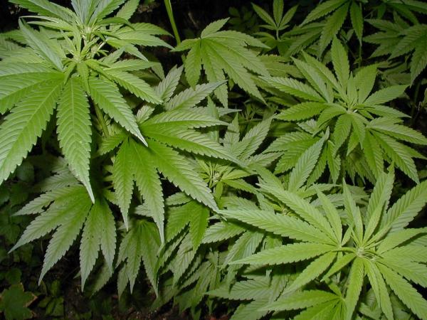 La planta de la Marihuana
